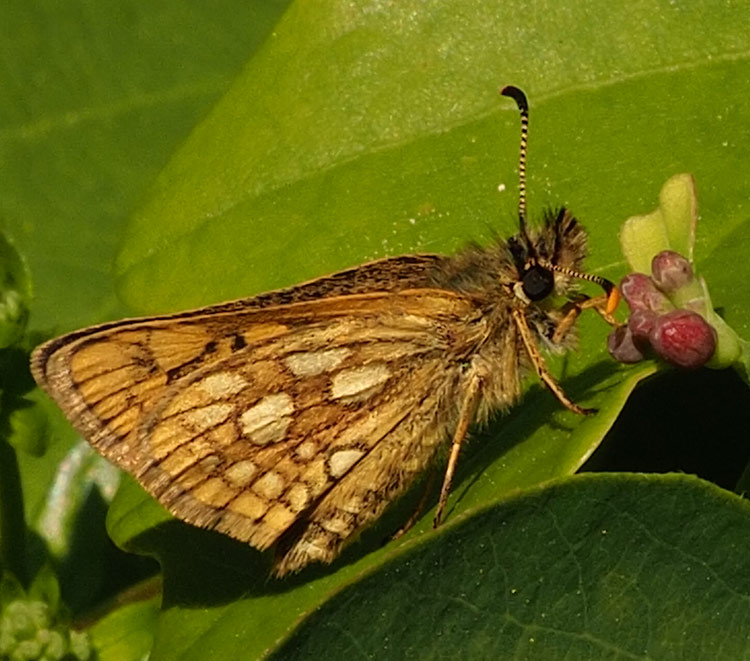 Gelbwürfeliger Dickkopffalter, Carterocephalus palaemon